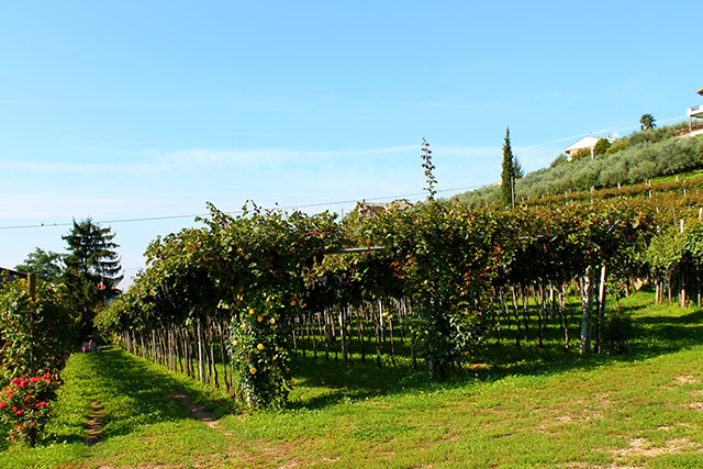 Corvina vineyard